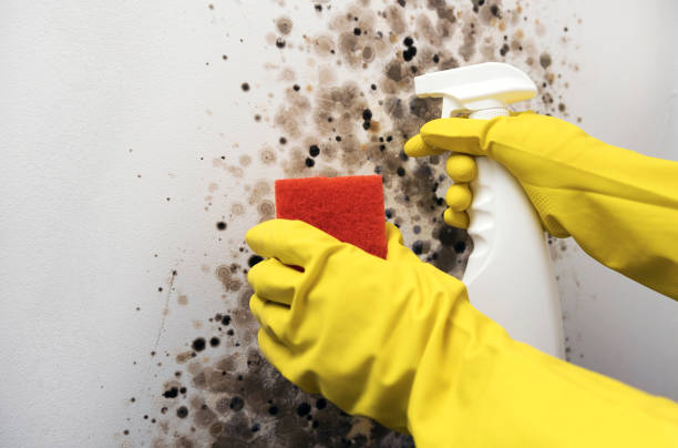 Best Mold Remediation for Schools in La Grande, OR